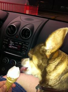Goliath enjoys a puppy cone